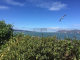 海洋,自然,鳥(niǎo)