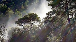 霧,樹,氣象