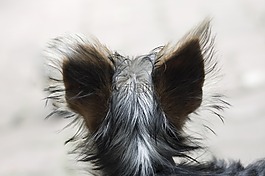 狗,頭,動(dòng)物