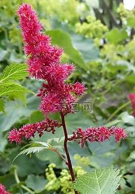 落新婦,朵紅色的花,prachtspiere