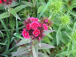 夏季鮮花,丁香,粉紅色