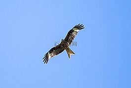 米蘭,猛禽,鷙鳥
