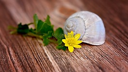 花,開花,黃色