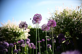 蜜蜂,花,植物