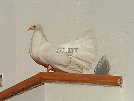 科倫坡,白,鳥