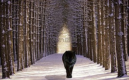 狼,森林,野生動物