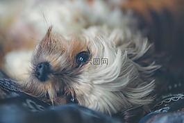 狗,寵物,動物