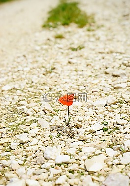 罌粟,花,開(kāi)花