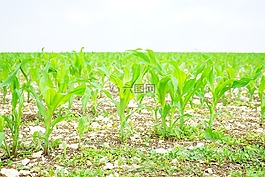 麥田,玉米,字段