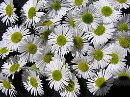 雛菊,白,模式