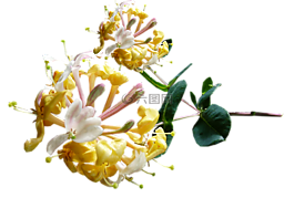 金銀花,黃色,花