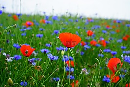 罂粟花田,kornblumenfeld,klatschmohnfeld