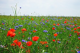 罂粟花田,kornblumenfeld,klatschmohnfeld
