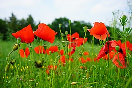 罂粟花田,kornblumenfeld,klatschmohnfeld