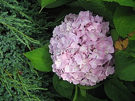 繡球,花,花園