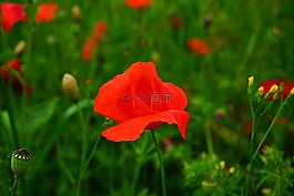 klatschmohn,罌粟花,罌粟