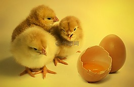 小雞,鳥,雞小雞