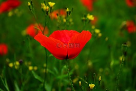 klatschmohn,罌粟花,罌粟