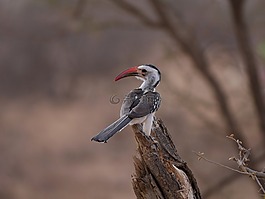 rotschnabeltoko,非洲,犀鳥