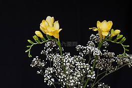 鲜花,黄色的花朵,鸢尾科