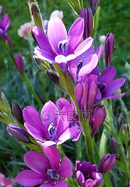 花,燈泡,紫色
