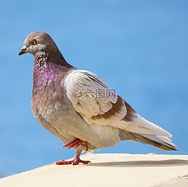 鳥,性質(zhì),鋼筆