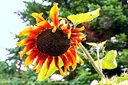 太陽花,盛開,花