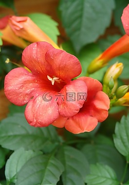 登山者,夏季,開花
