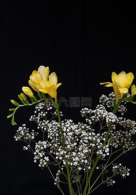 鲜花,黄色的花朵,鸢尾科
