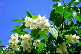 模擬橙,茉莉,鮮花