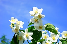模擬橙,茉莉,鮮花