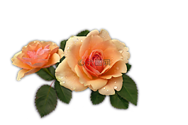 玫瑰,杏,花