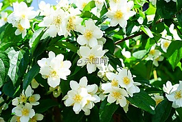 模擬橙,茉莉,鮮花