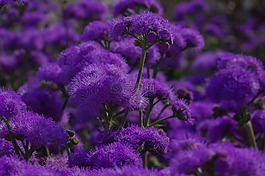 開花,花,藍(lán)色