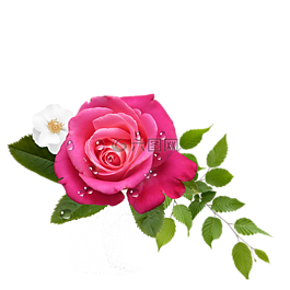 玫瑰,花,安排