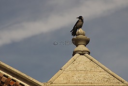 鳥,高度,透