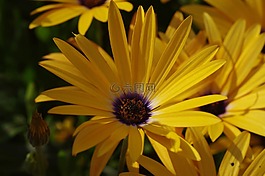 開(kāi)花,花,黃色