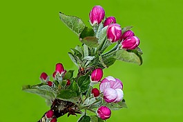 蘋果花,蘋果樹,蘋果樹花