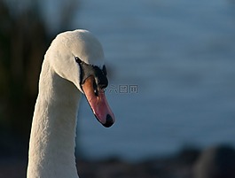 天鵝,自然,白