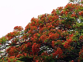 樹,花,紅色