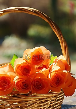 玫瑰,開(kāi)花,鮮花