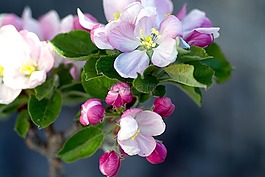 蘋果花,蘋果樹,蘋果樹花