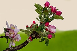 蘋果花,蘋果樹,蘋果樹花