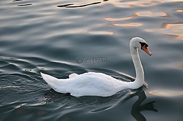 天鵝,鳥,野生動物