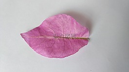 葉,粉紅色,干