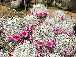 仙人掌,粉紅色,花