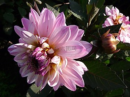 花卉,粉色,大麗花