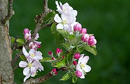 蘋果花,蘋果樹,蘋果樹花