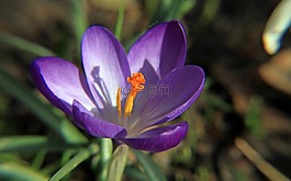 藏紅花,紫,宏