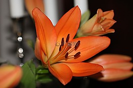 禮來公司,花,自然
